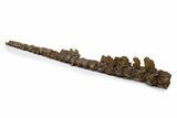 Fossil Mosasaur (Platecarpus) Vertebra String - South Dakota #322098-5